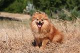 SPITZ ALLEMAND 468